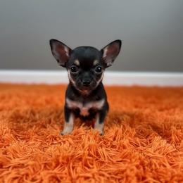 Lee Lee aka Virginia - Black and tan female Chihuahua puppy in Harlan, Iowa from Home Grown Chihuahuas From Iowa