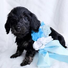 Cole silky wire or longhair still deciding - Black and tan male Dachshund puppy in Richmond, Virginia from Irresistible Dachshunds & Cavaliers