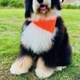 Bernedoodle All Grown Up from Maple Drive Doodles