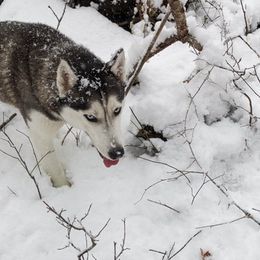 Siberian Husky All Grown Up from AKC-ley Huskies