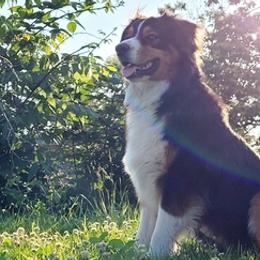 Australian Shepherds from Lockhart Farm