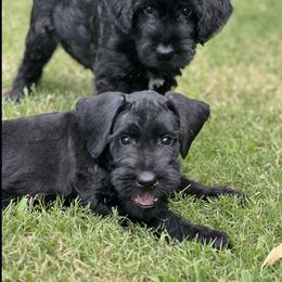 Giant Schnauzer Puppies from Hannah's Haus & Farm