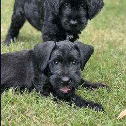 Giant Schnauzer Puppies from Hannah's Haus & Farm
