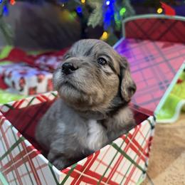 Gray - Merle female Golden Aussiedoodle puppy in Chino Valley, Arizona from AZ Stickerdoodles