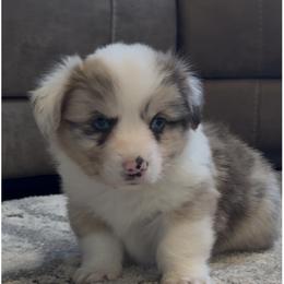 Lark( Fluffy Brindle Merle , Bluie clear) - Brindle merle and white male American Corgi puppy in Scottown, Ohio from Wyndy Ridge Corgis
