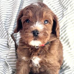 Australian Labradoodle Puppies from Cherry Valley Labradoodles