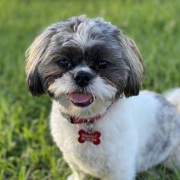 Baxter - Shih Tzu