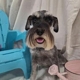 Miniature Schnauzer puppies from West of the Rhine Miniature Schnauzers