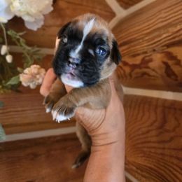 Girl 4 - Boxer puppy in Forsyth, Montana from Hert's Big Sky Boxers