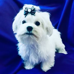Maltipoo Puppies from Grassy Meadow Pups