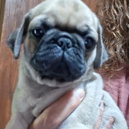 Fawn Boy 3 merle ears - Fawn male Pug puppy in Gadsden, Alabama from Carla's Pugs