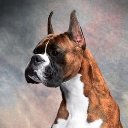 Tyrion - Boxer