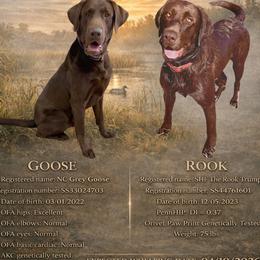 Labrador Retriever puppies from Sleepy Hound Farm