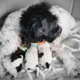 Maltipoo puppies from Angela Hurd's Maltipoos
