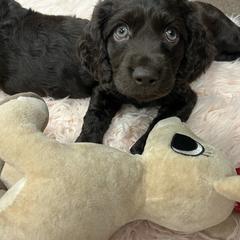 Boykin Spaniel Puppies from White Acres