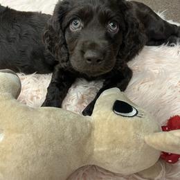 Boykin Spaniel Puppies from White Acres