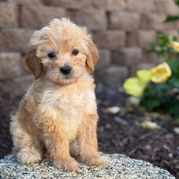 Pink - Cream female Goldendoodle puppy in San Diego, California from Serrano Pups