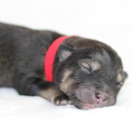 Azure - Red - Agouti and white male Alaskan Malamute puppy in Independence, Virginia from New River Valley Malamutes