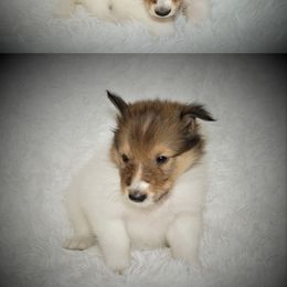 Collie Puppies from Liberty Collies