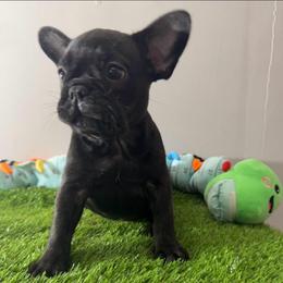 Whitney - Black female French Bulldog puppy in Fort Wayne, Indiana from Jack & Ruby