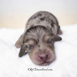 Merlin - Chocolate and cream male Dachshund puppy in Oklahoma City, Oklahoma from OkieDoxieland Dachshunds