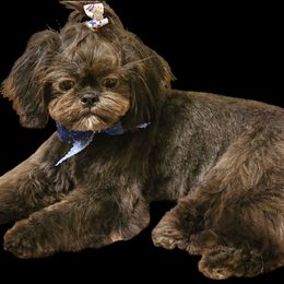 Shih Tzu puppies from Guillot Shih Tzu