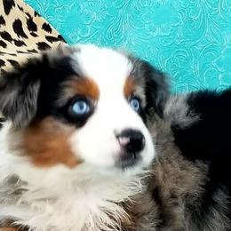 Australian Shepherds and Miniature Australian Shepherds from Ice Blue Aussies