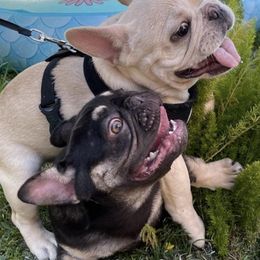 French Bulldogs from GoodLife_Frenchies_Southbay