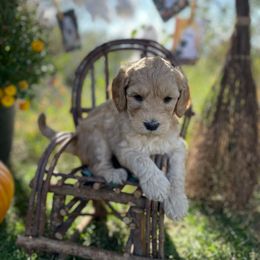 Pumpkin - Apricot female Goldendoodle puppy in Rirock, Arizona from Fire Sky Kennels