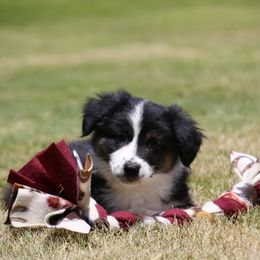Saul - Black tri male Miniature Australian Shepherd puppy in Weatherford, Texas from Ridgestar Aussies