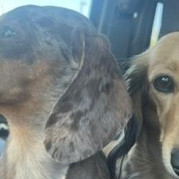 Dachshunds from az.doxie_plug