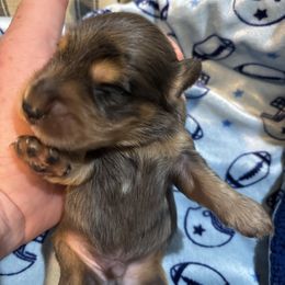 Leaf - Dapple male Dachshund puppy in Florence County, South Carolina from Modern Family Standards