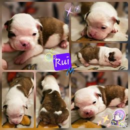RUI - Seal and white male Boston Terrier puppy in Boston, Massachusetts from Boston Collections