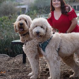 Goldendoodles from SW Doodles of CA