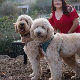 Goldendoodles from SW Doodles of CA