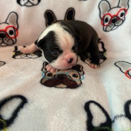 Kai - Black brindle and white male Boston Terrier puppy in Whittemore, Michigan from Woof Pack