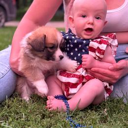 Fluffy girl - Red female Pembroke Welsh Corgi puppy in Glenwood, Minnesota from Minnewaska Corgi Co