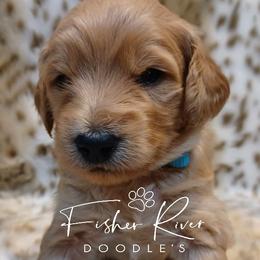 Goldendoodle and Poodle Puppies from Fisher River Doodle's