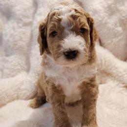 Henry - Cream male Goldendoodle puppy in San Tan Valley, Arizona from Golden Haven
