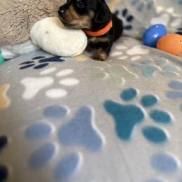 Hot dog - Black and tan male Dachshund puppy in Temecula, California from Naomi Magee's Dachshund Kennel