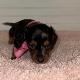 Dachshund Puppies from Wiggle Weens
