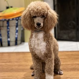 Copper - Poodle
