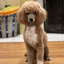 Copper - Poodle