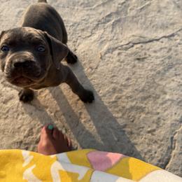 Cane Corso Puppies from A&B kennel