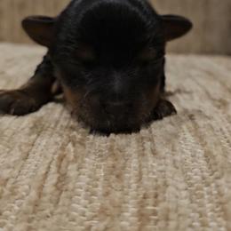 Sally - Black and gold female Yorkshire Terrier puppy in Vancouver, Washington from Yorkastle Kennels