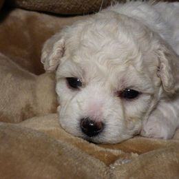 Bichon Frise Puppies from Belamour Bichons