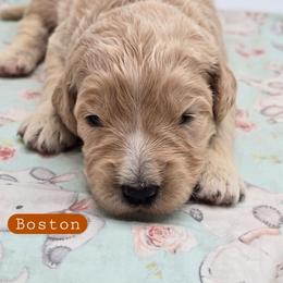 Boston - Apricot male Goldendoodle puppy in Neillsville, Wisconsin from Granton Creek