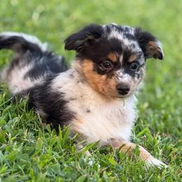 Sneezy - Blue merle male Miniature Australian Shepherd puppy in Mc Lean, Illinois from Kickapoo Creek Toy & Mini Aussies