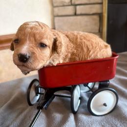 Kingsley - Red male Cockapoo puppy in Connersville, Indiana from MoonShine Babies