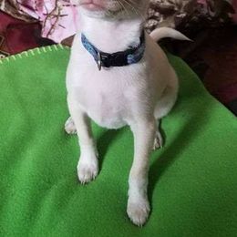 Chihuahuas from Tenderhearted Kennels